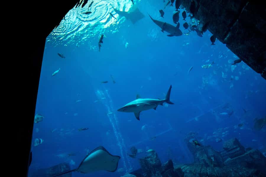5-Day Pass: Hop-On Hop-Off, Lost World Aquarium, Dubai Frame - Audio commentary and the day-to-day bus experience