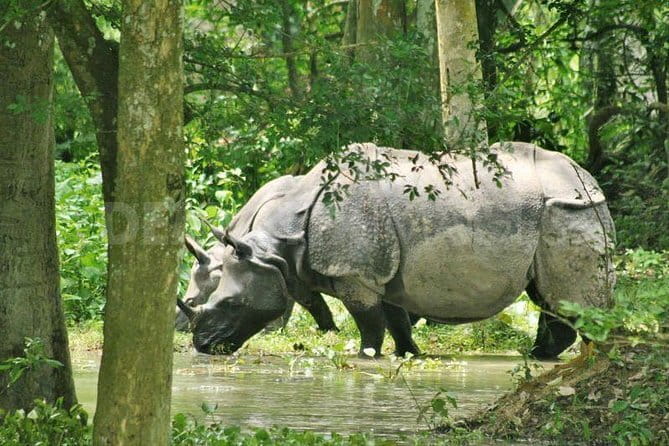6-Day Tour of Exotic Northeast India: Mawsmai Caves, Double Decker Living Root Bridge and Kaziranga National Park - Key points to know before booking