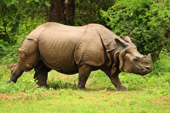 6-Day Tour of Exotic Northeast India: Mawsmai Caves, Double Decker Living Root Bridge and Kaziranga National Park - Who will get the most from this tour