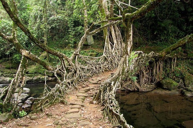 6-Day Tour of Exotic Northeast India: Mawsmai Caves, Double Decker Living Root Bridge and Kaziranga National Park - Days 2 and 3: Cherrapunji, roots, caves, and Shillong