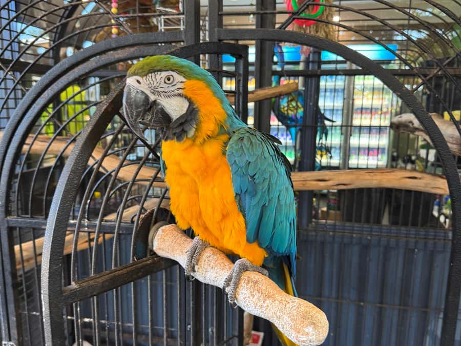 Airlie Beach: Sightseeing Bus Tour - What this four-hour Airlie Beach tour actually gives you