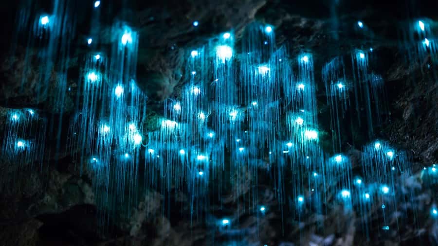 Brisbane: Daytime Glow Worm Caves Hop-on Hop-off Bus Tour - Why the daytime cave visit matters