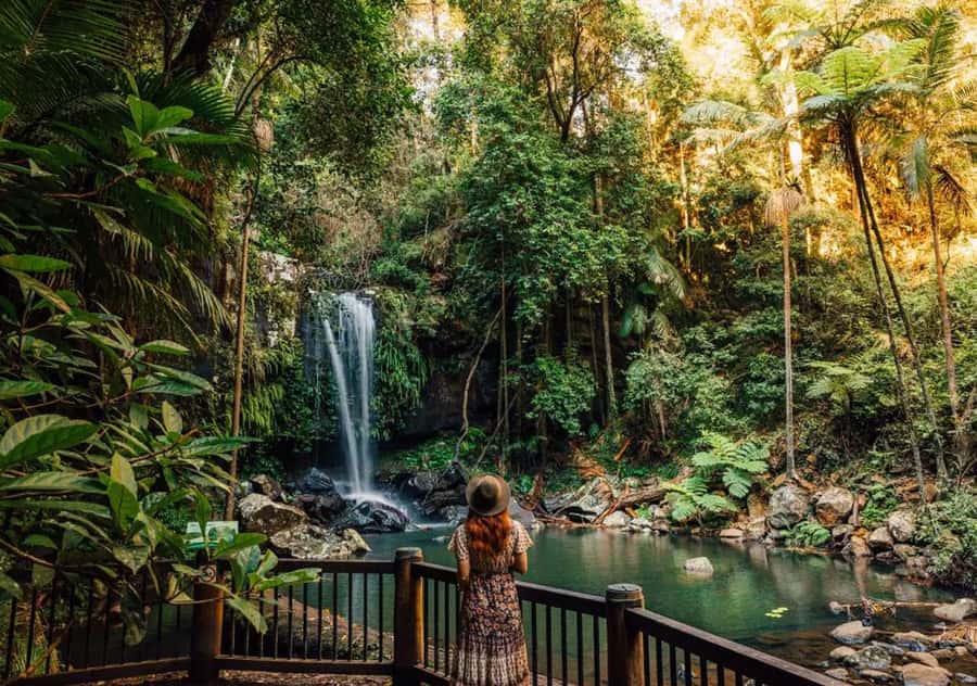 Brisbane: Hop on Hop off Bus to Tamborine Mountain - Key points at a glance