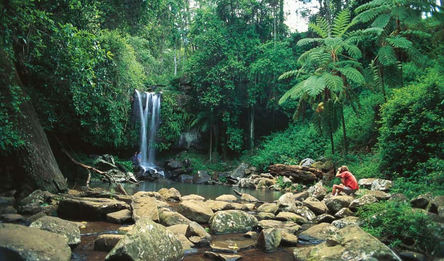 Brisbane: Hop on Hop off Bus to Tamborine Mountain - The Green Line for forest, falls, and fresh air