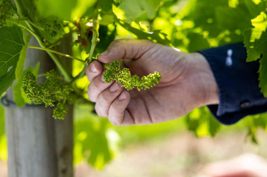 Brisbane: Wine Tasting - Hop on Hop off Tour to Mt Tamborine - Key points at a glance