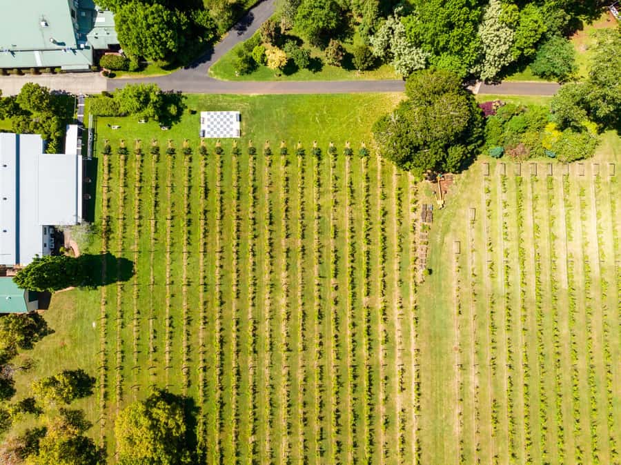 Brisbane: Wine Tasting - Hop on Hop off Tour to Mt Tamborine - Timing problems to plan around