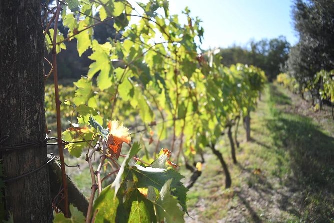 Brunello Vineyards Bus Tour - Is $216.74 good value?