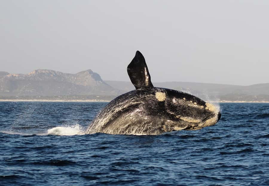 Cape Town: Premium Attractions City Pass with Bus Tour - What the pass does not solve