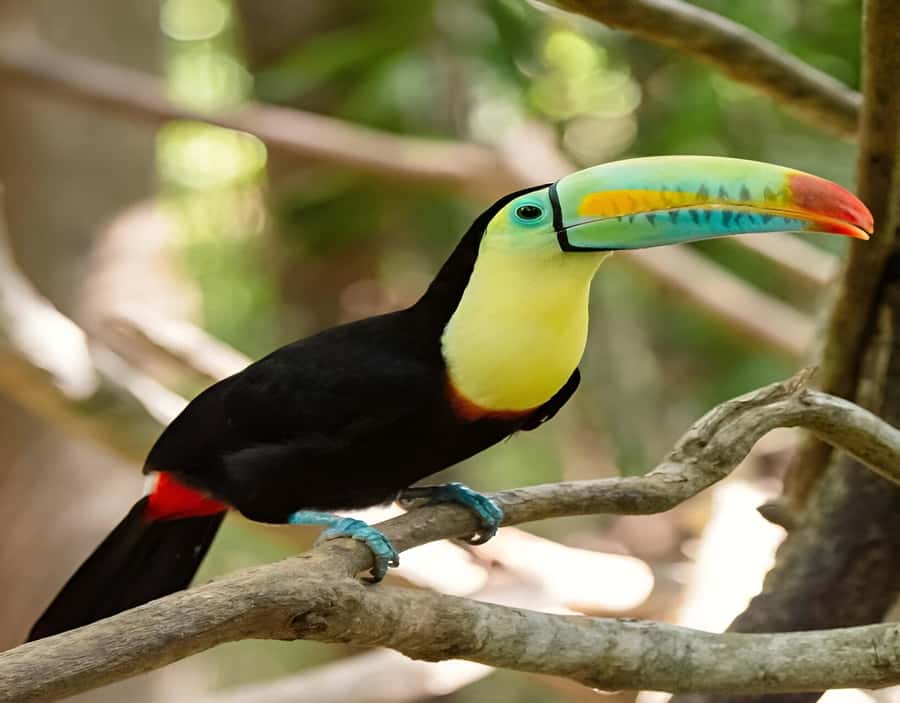 Cartagena: Daytour Aviary and Playa blanca, Barú by bus! - Who should book this Barú day trip?