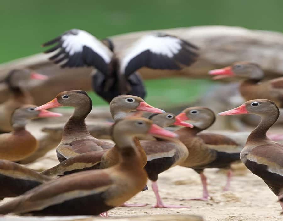 Cartagena: Daytour Aviary and Playa blanca, Barú by bus! - Two and a half hours at the National Aviary
