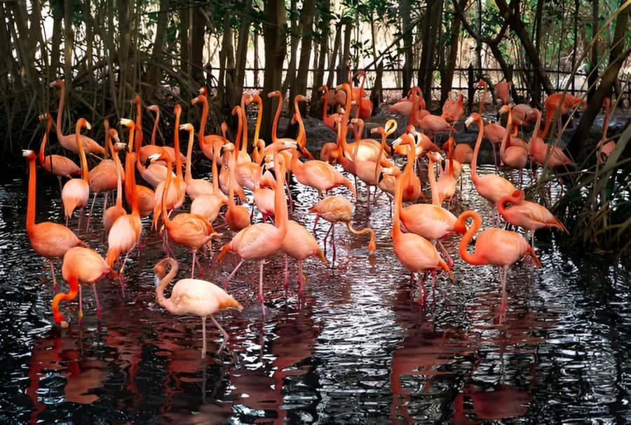 Cartagena: Daytour Aviary and Playa blanca, Barú by bus! - The early Cartagena pickup