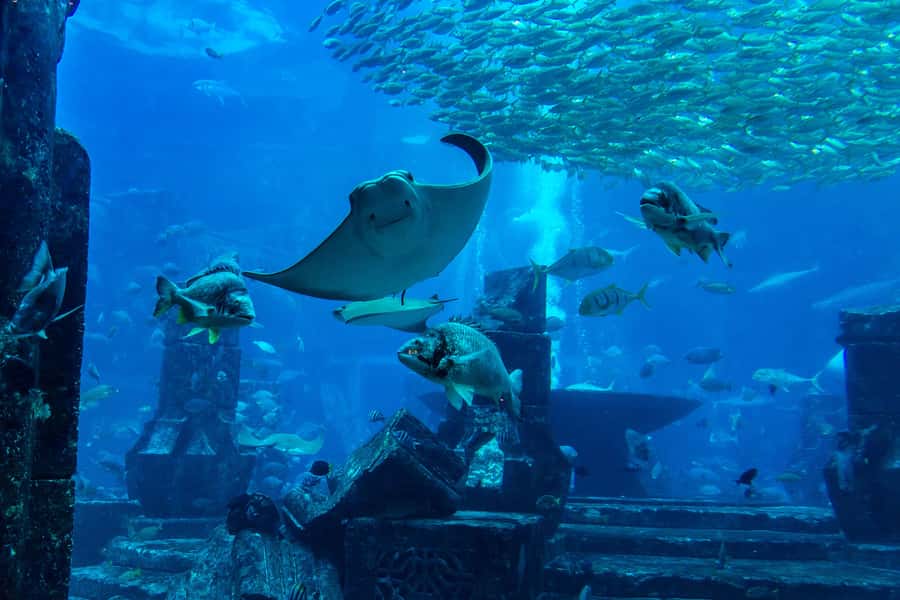 City Sightseeing Dubai HOHO Bus Tour, Aquaventure & More - Red Route: Old Dubai, souks, and the Dubai Frame