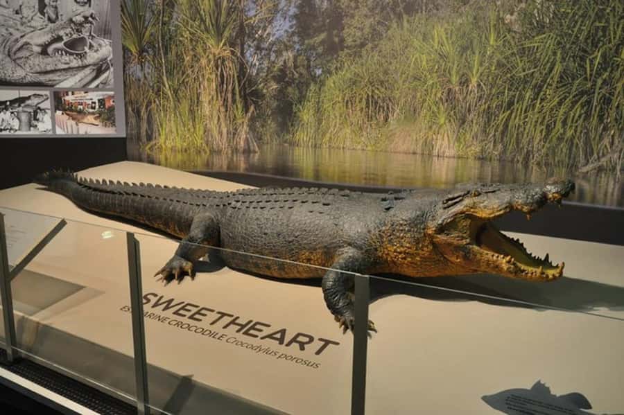 Darwin: City Explorer Bus Tour with Tour Tub - Museum and Art Gallery of the Northern Territory