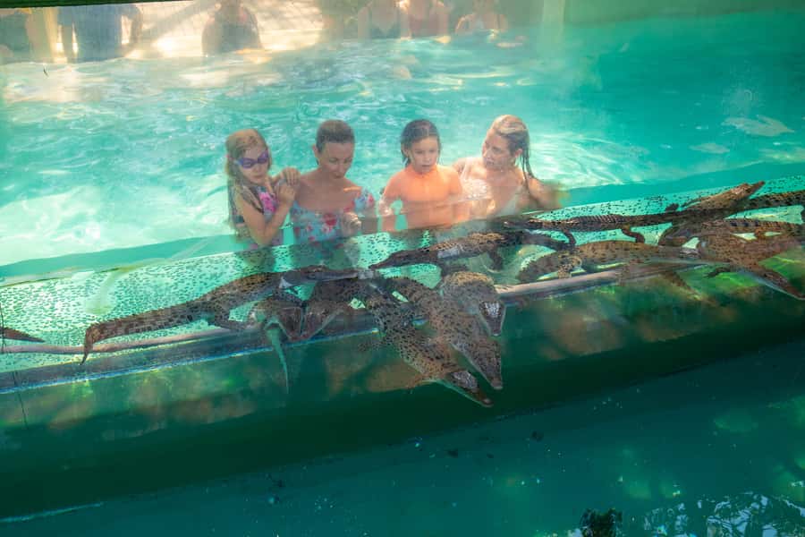 Darwin: Crocosaurus Cove Entry & Hop-on-Hop-Off Bus Tour - The open-top bus gives you a quick Darwin orientation