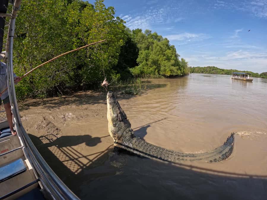 Darwin: The Croc Bus to the Famous Jumping Crocodile Cruise - Key points before you book