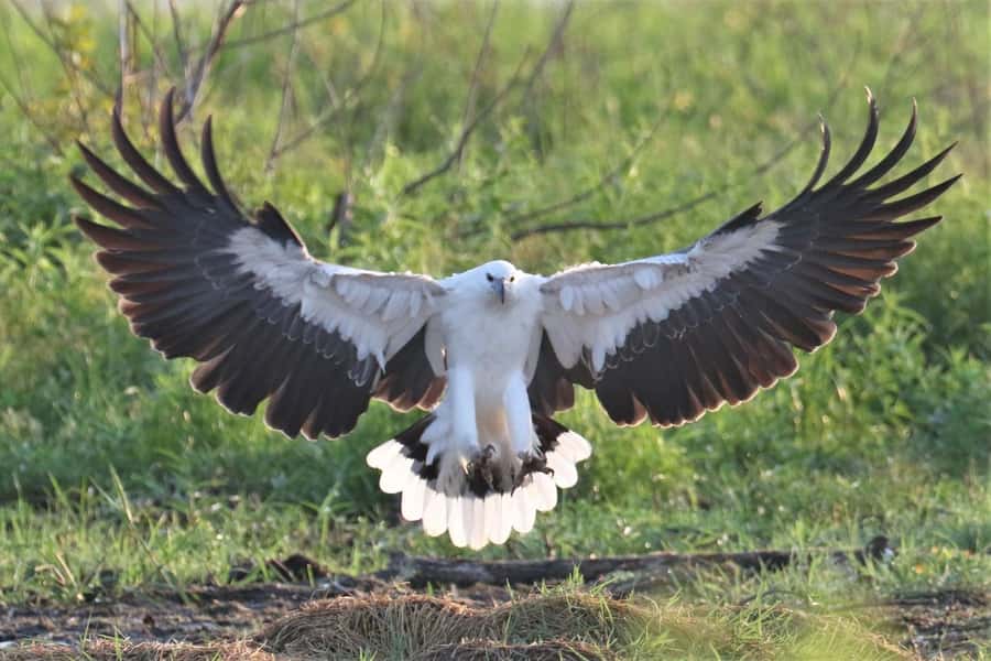 Darwin: The Croc Bus to the Famous Jumping Crocodile Cruise - Fogg Dam brings birds and wetland scenery