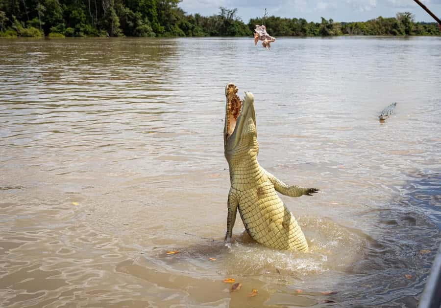 Darwin: The Croc Bus to the Famous Jumping Crocodile Cruise - What the guides add to the experience
