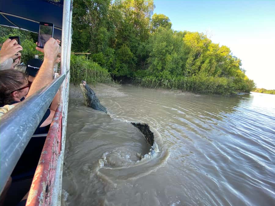 Darwin: The Croc Bus to the Famous Jumping Crocodile Cruise - Price, inclusions, and the real value at $92