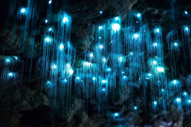 Daytime Scenic Rim Glow Worm Tour + Hop on Hop off Bus - Key points to know before you book