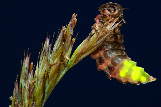 Daytime Scenic Rim Glow Worm Tour + Hop on Hop off Bus - Stop two: the 1 hour 30 minute glow worm cave visit