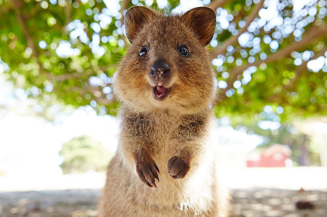 Discover Rottnest with Ferry & Bus Tour - What this Rottnest day trip actually gives you