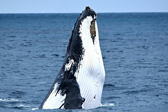 Discover Rottnest with Ferry & Bus Tour - Free time for beaches, museums, and lunch