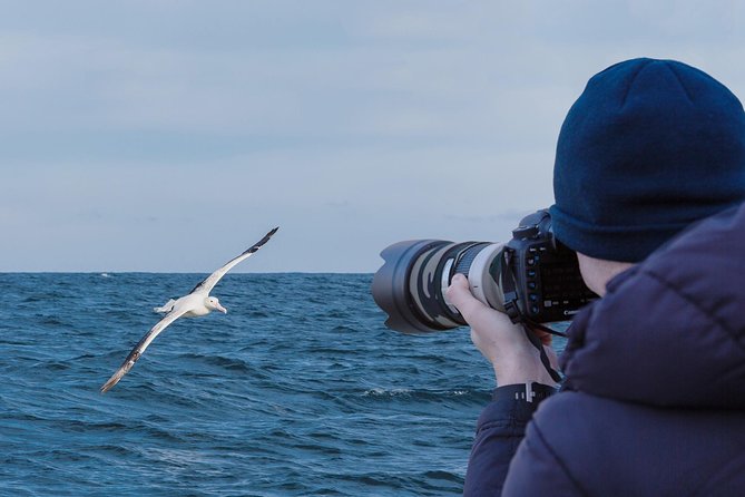 Dunedin City to Sea Wildlife Cruise + Peninsula Bus Tour - Why this Dunedin outing works so well