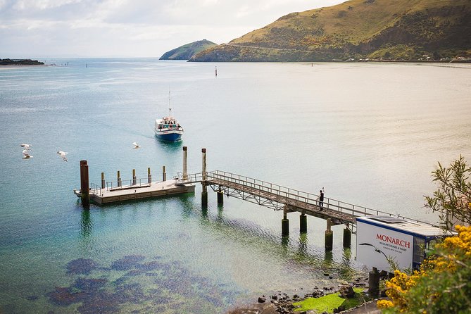 Dunedin City to Sea Wildlife Cruise + Peninsula Bus Tour - The Otago Peninsula bus ride from October to April