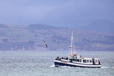 Dunedin City to Sea Wildlife Cruise + Peninsula Bus Tour
