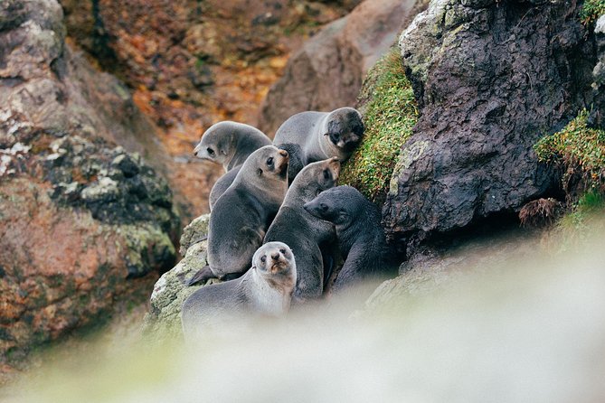 Dunedin City to Sea Wildlife Cruise + Peninsula Bus Tour - Wildlife, commentary, and what makes the trip memorable