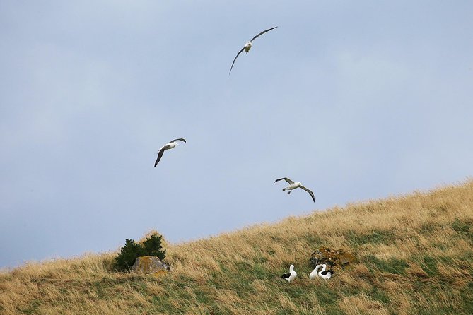 Dunedin City to Sea Wildlife Cruise + Peninsula Bus Tour - Is $74.47 good value?