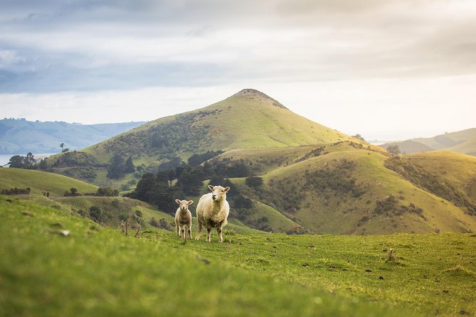 Dunedin City to Sea Wildlife Cruise + Peninsula Bus Tour - Practical details before you reserve