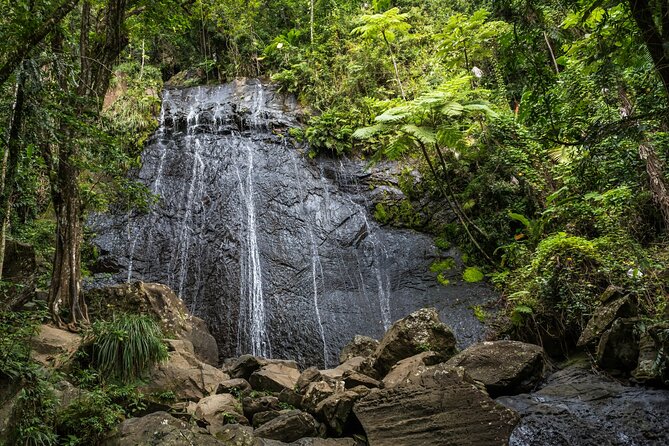 El Yunque Rainforest EZ-going Bus Tour (wheelchair accessible) - Yokahu Tower for the Biggest View