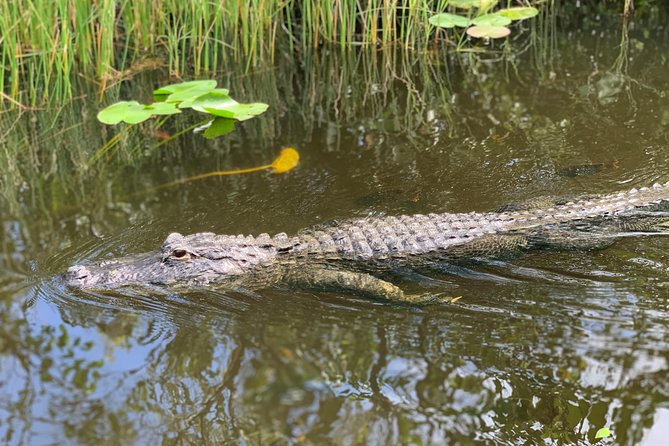 Everglades Airboat, Wildlife Show, and Roundtrip Bus From Miami - Who should book this Everglades trip