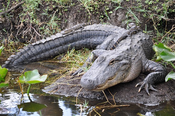 Everglades Airboat, Wildlife Show, and Roundtrip Bus From Miami - The airboat ride through the marsh