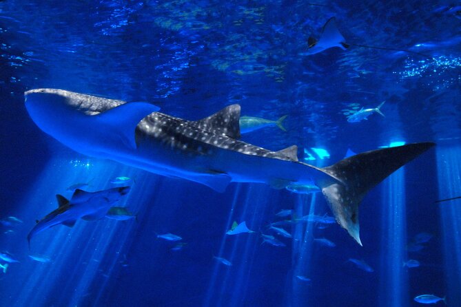 Explore Kagoshima Sightseeing Spots by Kagoshima City View Bus - Shiroyama Observatory: The day’s big view
