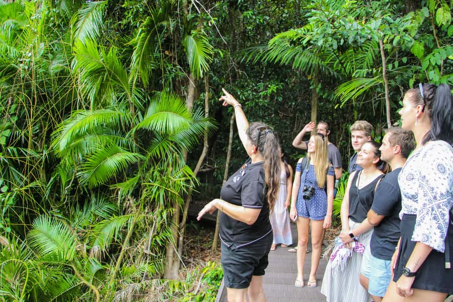 From Cairns: Daintree Wilderness & Cape Tribulation Bus Tour - Why this day trip works so well