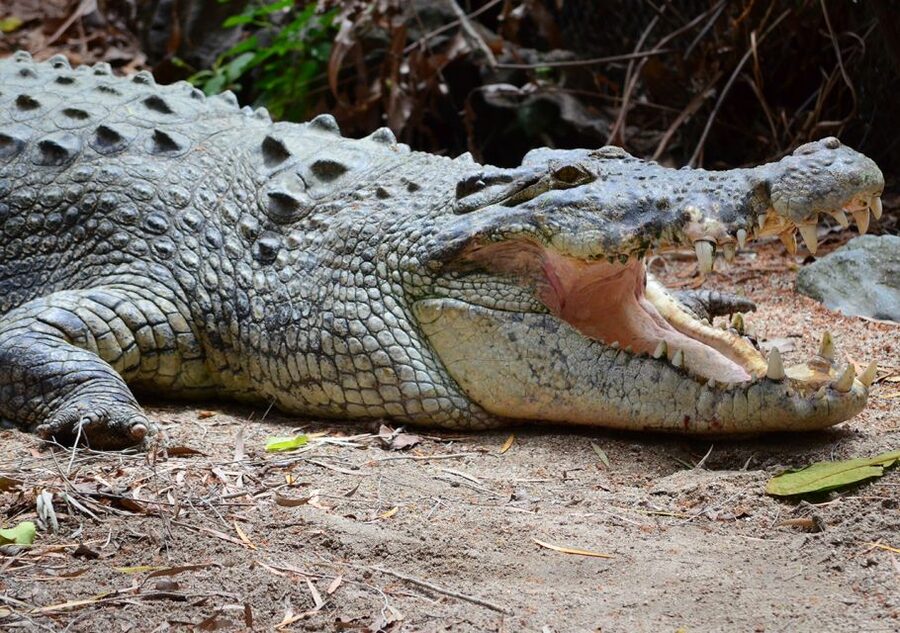 From Cairns: Daintree Wilderness & Cape Tribulation Bus Tour - Cape Tribulation brings forest and sea together