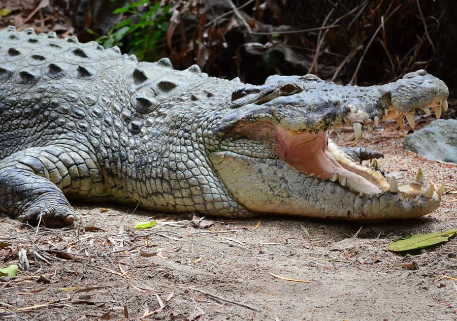 From Cairns: Daintree Wilderness & Cape Tribulation Bus Tour - Who should book this Daintree tour?