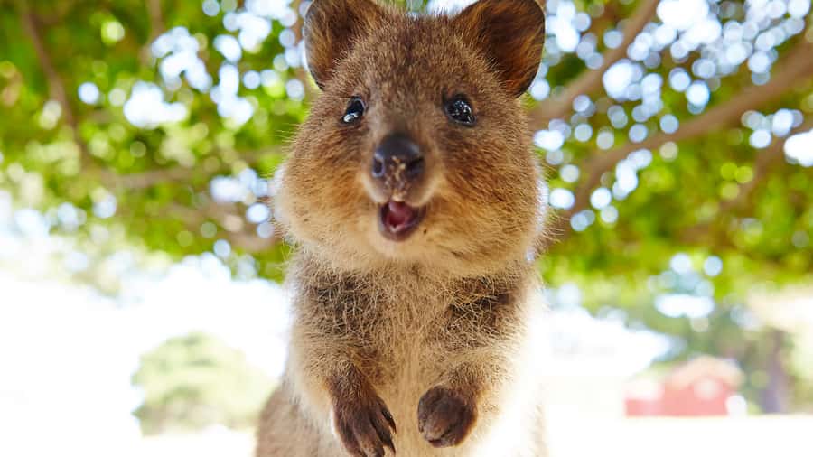 From Fremantle: Rottnest Island Ferry & Bus Day Tour - Cultural stories and the island’s difficult past