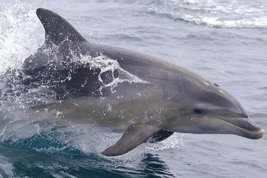From Hobart: Day Tour to Maria Island with Bus Connection - Who will enjoy this day most?