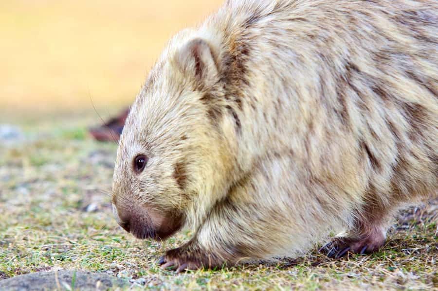 From Hobart: Day Tour to Maria Island with Bus Connection - Cruising Maria Island’s eastern coast