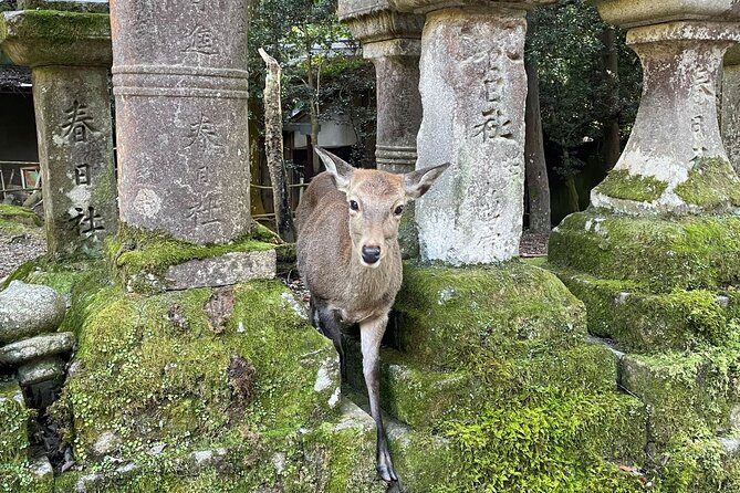 From Kyoto: Nara History Guided Half Day Bus Tour with Lunch - Why this Nara day trip works from Kyoto