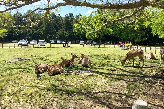 From Kyoto: Nara History Guided Half Day Bus Tour with Lunch - Nara Park and its friendly deer