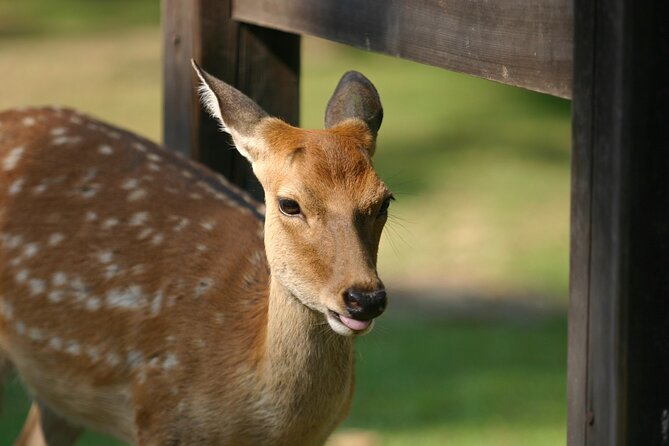 From Kyoto: Nara History Guided Half Day Bus Tour with Lunch - Japanese-style lunch and a little shopping