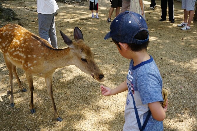 From Kyoto: Nara History Guided Half Day Bus Tour with Lunch - A guide can make or break the six hours