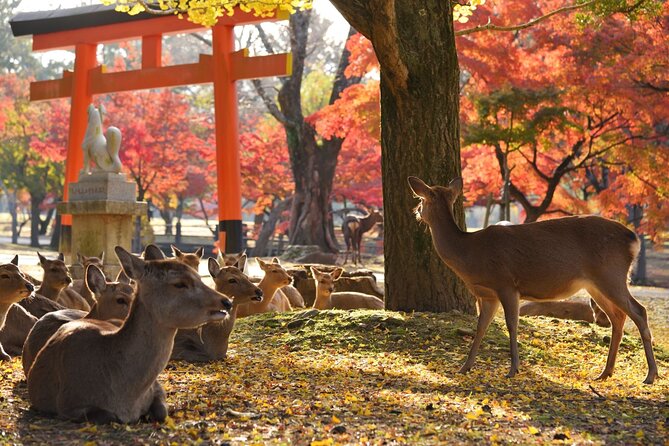 From Kyoto: Nara History Guided Half Day Bus Tour with lunch - What the guides add to the visit
