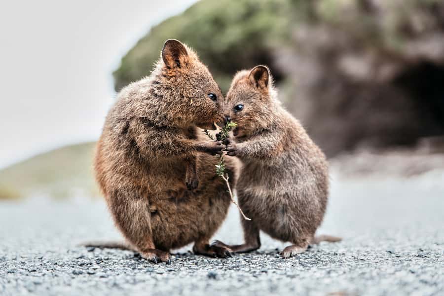 From Perth or Fremantle: Rottnest Island Ferry and Bus Tour - Choosing Perth or Fremantle for your departure