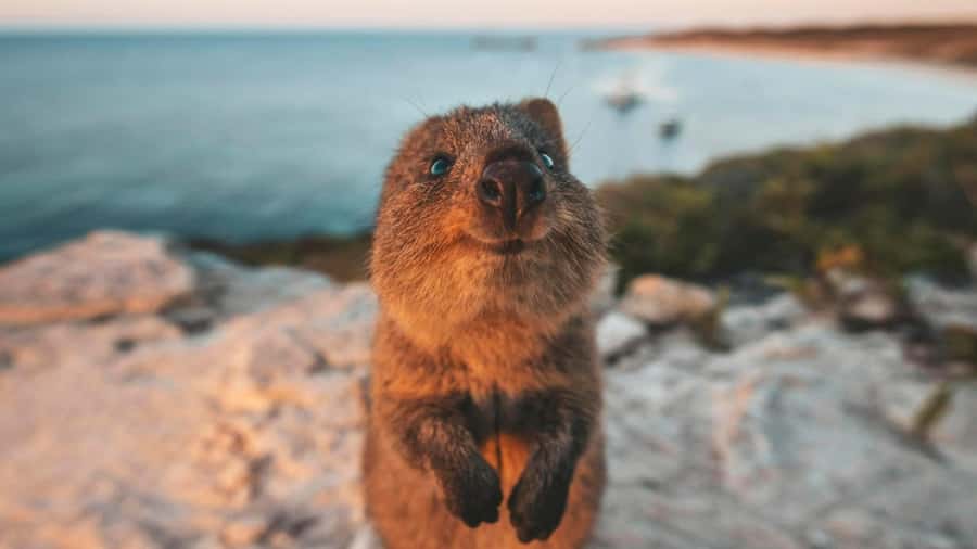 From Perth: Rottnest Island Ferry & Bus Day Tour - Wadjemup Lighthouse and the island’s high points