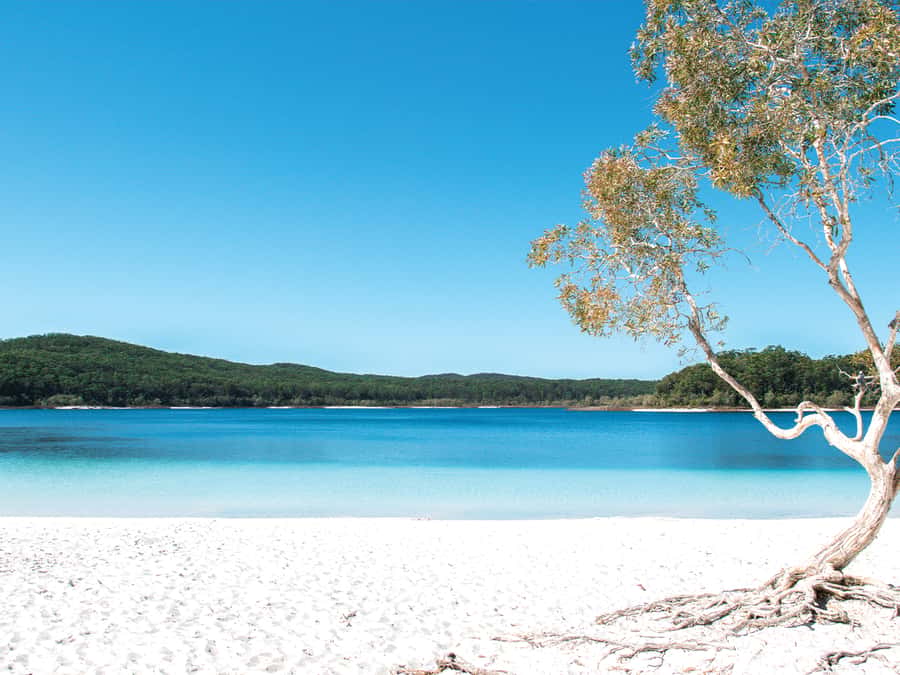 From Rainbow Beach: K'gari, Fraser Island Two-Day Coach Tour - Lake McKenzie delivers the classic K’gari moment